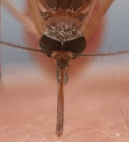 Носик комара через микроскоп