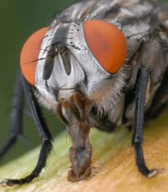 Хоботок мухи через микроскоп