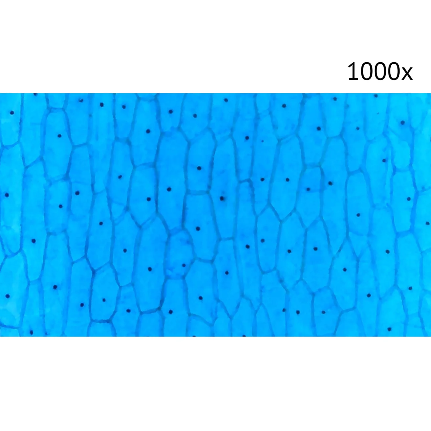 Цифровой микроскоп МИКМЕД LCD 1000Х 2.0LB