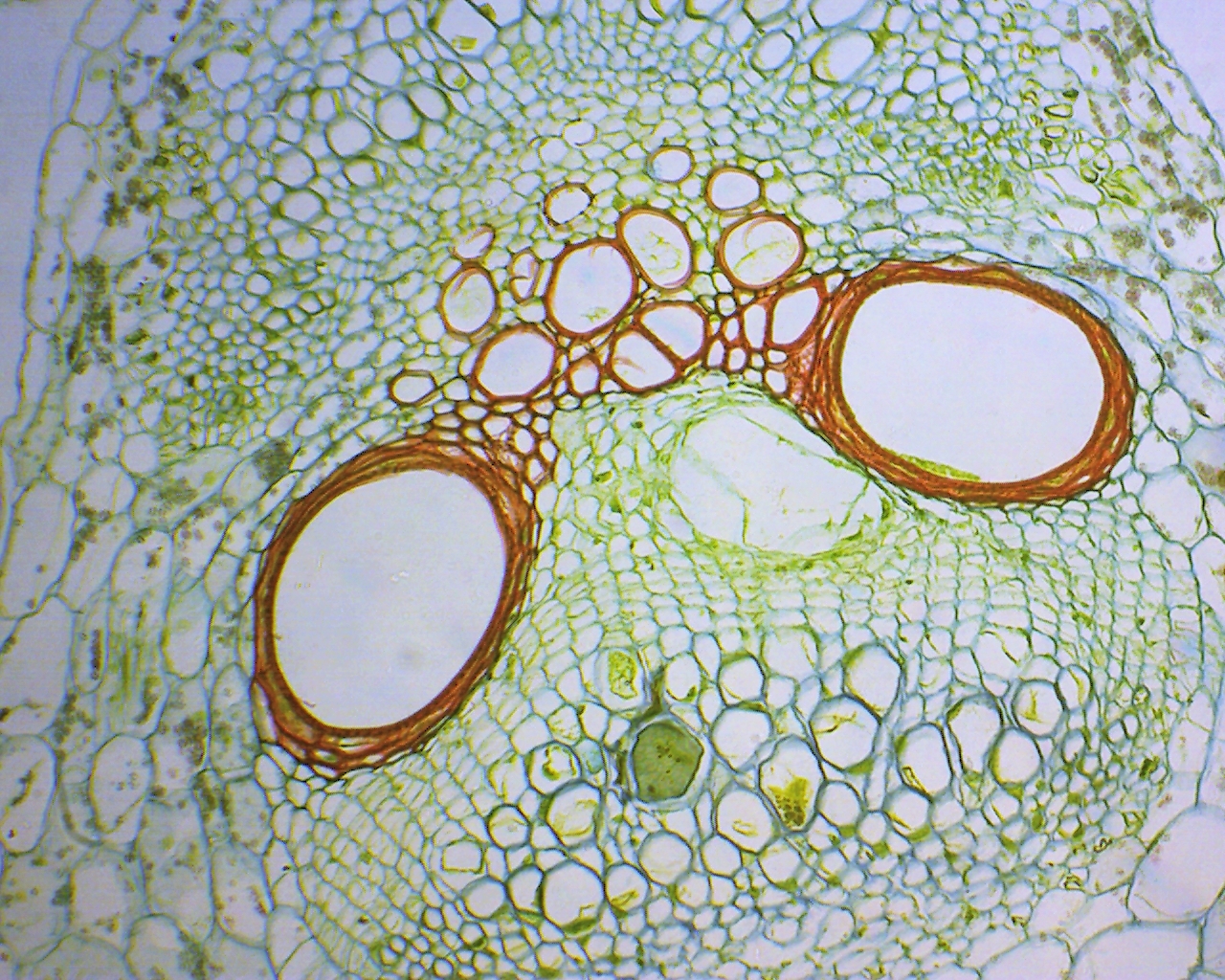 Видеоокуляр DCM-130M