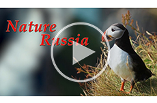  Бинокли Veber Nature Russia