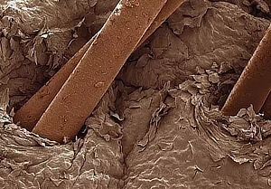 Волосы и кожа под микроскопом 