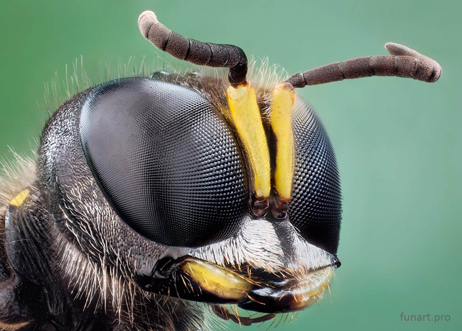 Заглянем насекомому в глаза через объектив микроскопа. Насекомые под микроскопом: комар, муха, мурайвей и др. 