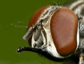 Клещ, комар, муха и мошка под микроскопом