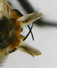 Усики мухи через микроскоп