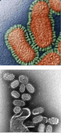 Вирус гриппа в микроскоп - фото