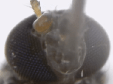 Глаза комара через микроскоп