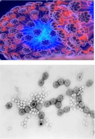 Ротавирус в микроскоп - фото