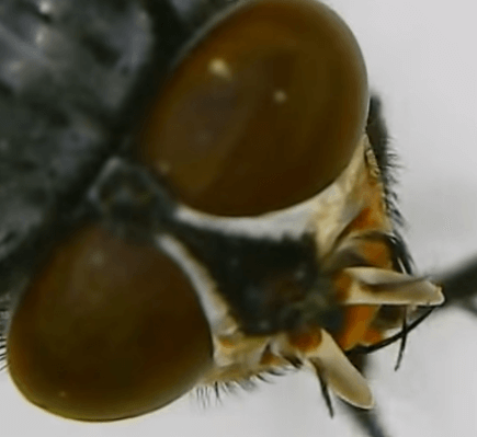 Глаза мухи через микроскоп