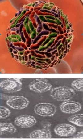 Вирус гепатита С в микроскоп - фото