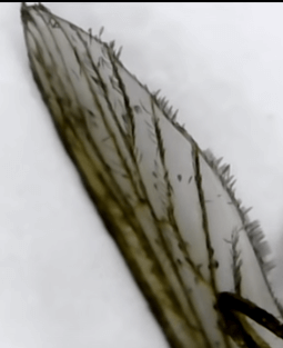 Крыло комара через микроскоп