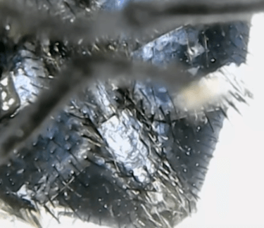 Брюшко мухи через микроскоп