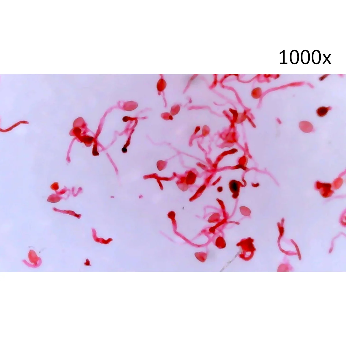 Цифровой микроскоп МИКМЕД LCD 1000Х 2.0LB