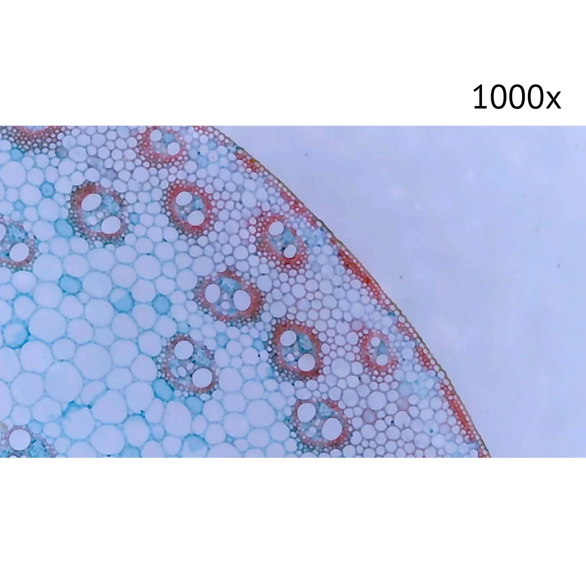 Цифровой микроскоп МИКМЕД LCD 1000Х 2.0LB