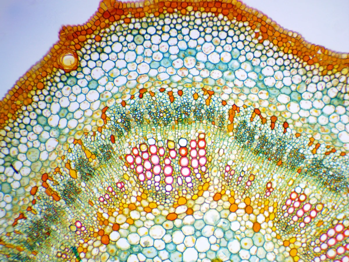 Камера ToupCam UCMOS05100KPA