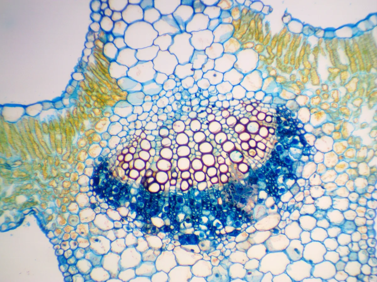 Камера ToupCam UCMOS05100KPA