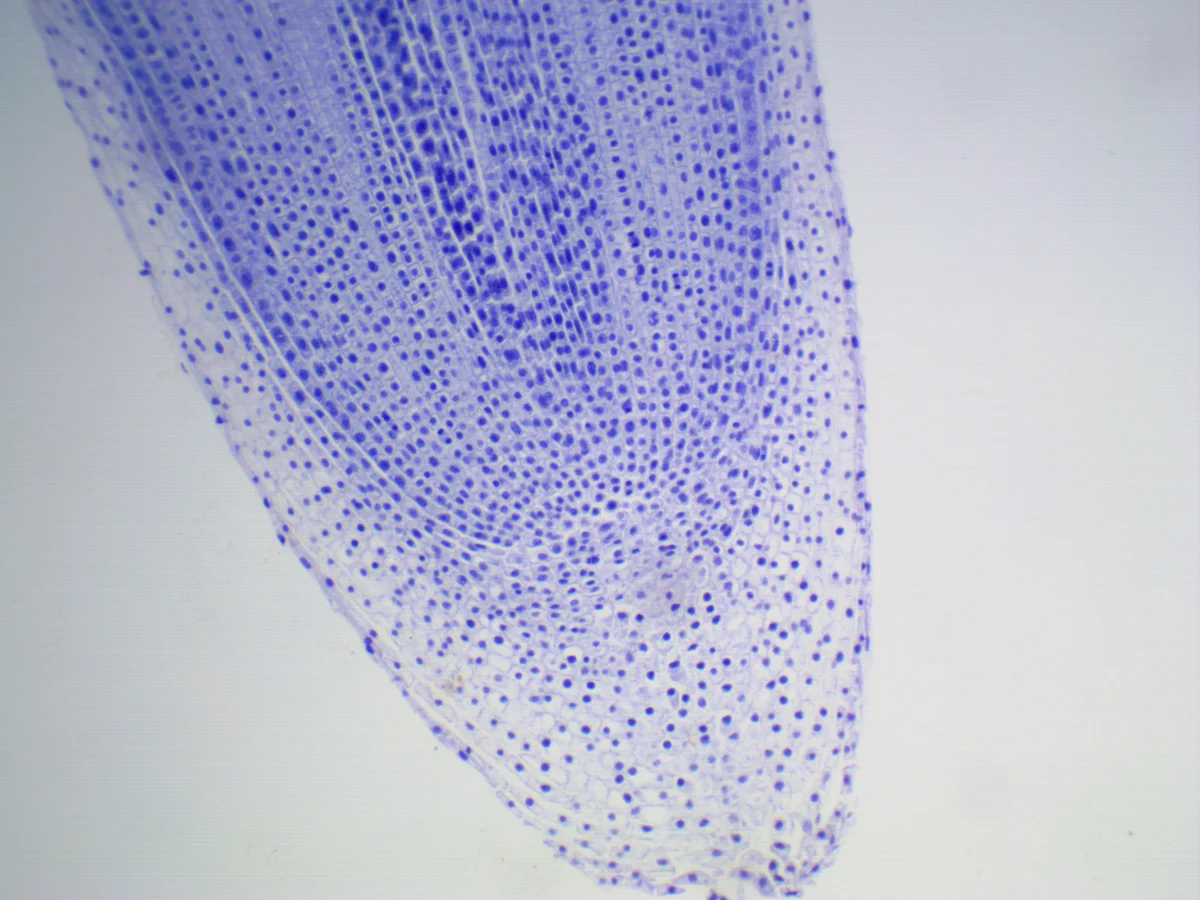 Камера ToupCam UCMOS05100KPA