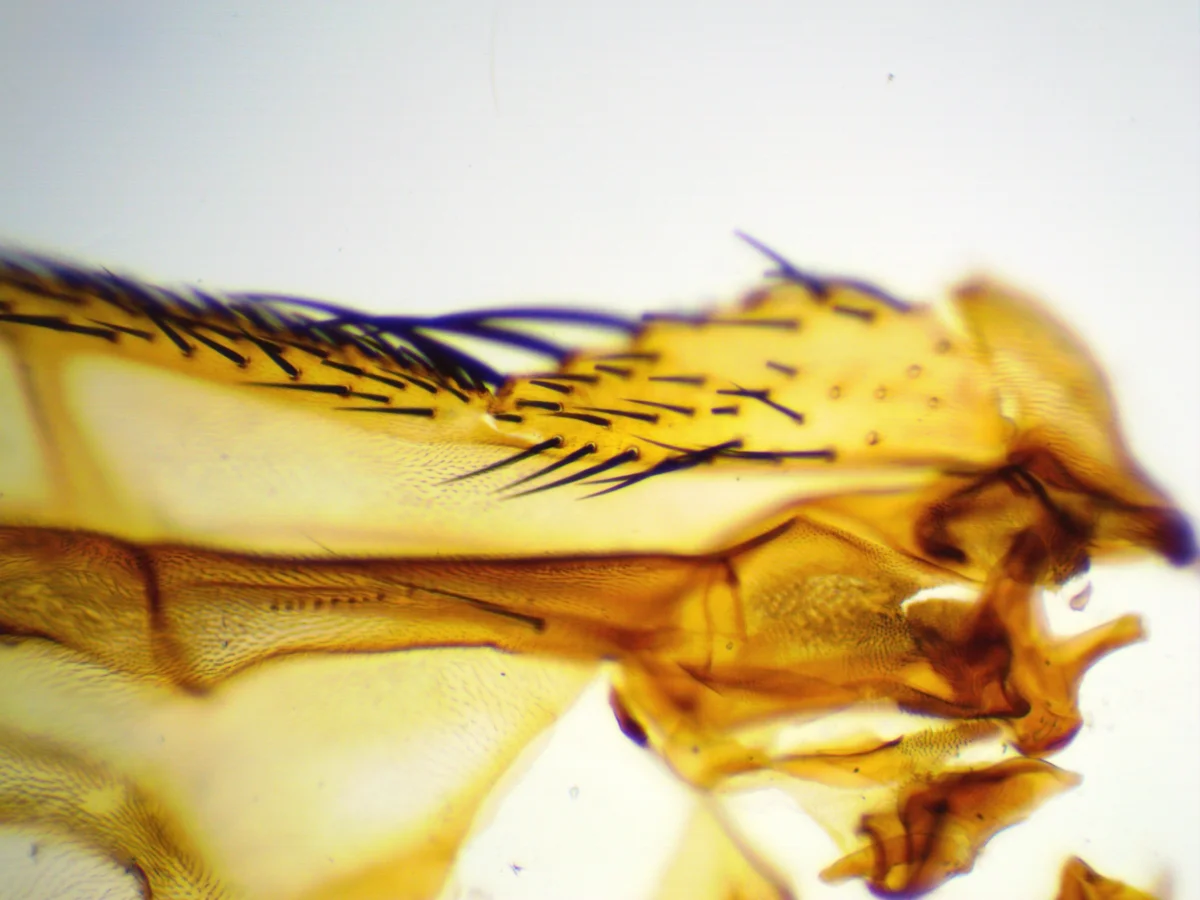 Камера ToupCam UCMOS05100KPA