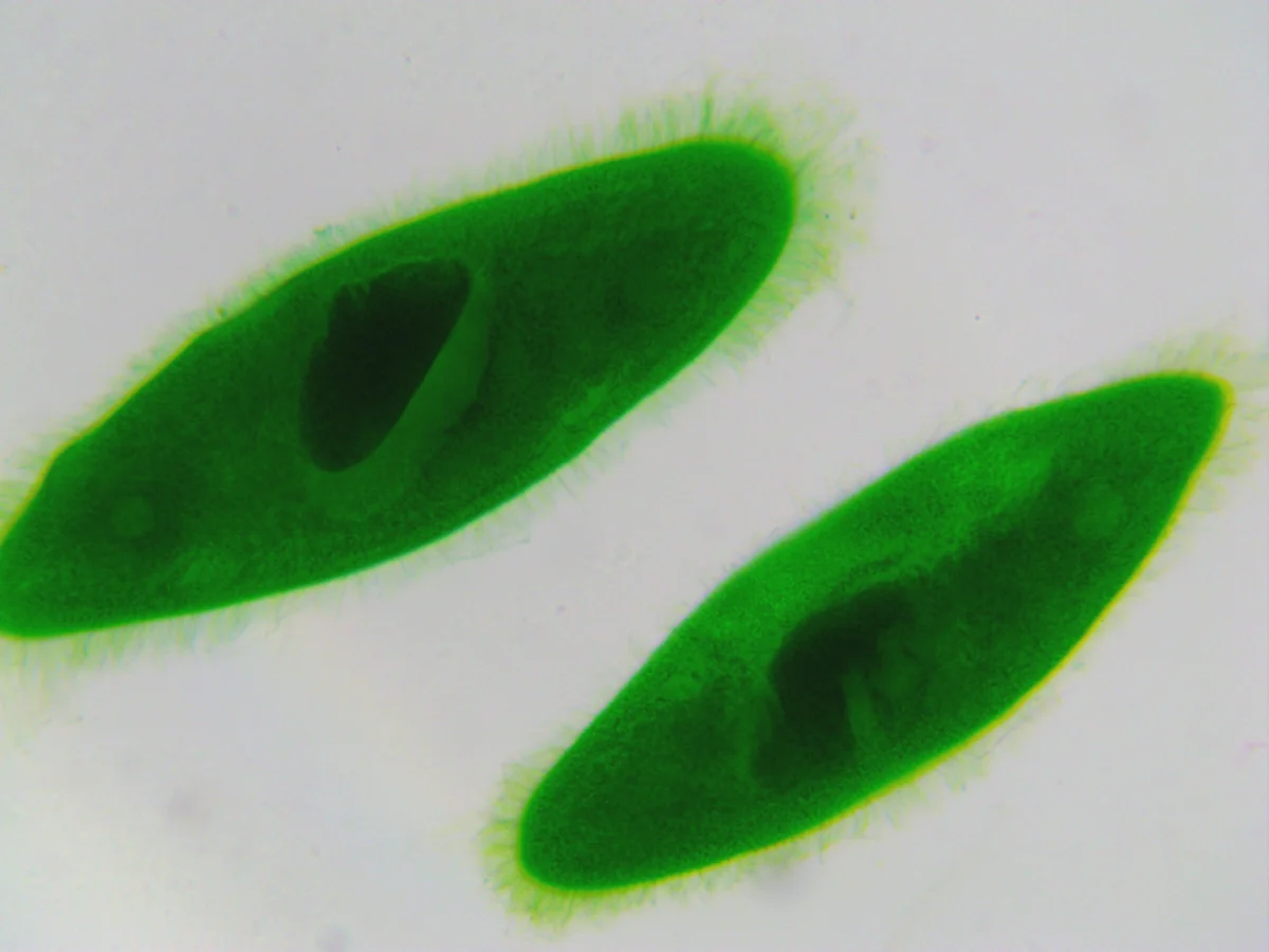 Камера ToupCam UCMOS05100KPA
