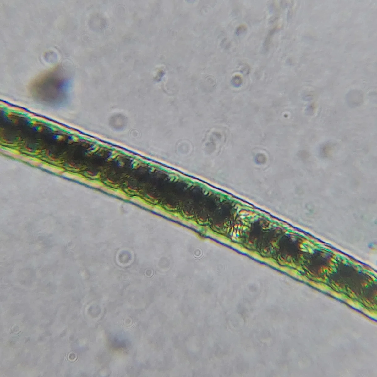 Микроскоп школьный Эврика SMART 40х-1280х в текстильном кейсе