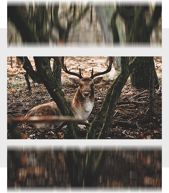 Тепловизионная инфракрасная камера Dali S240