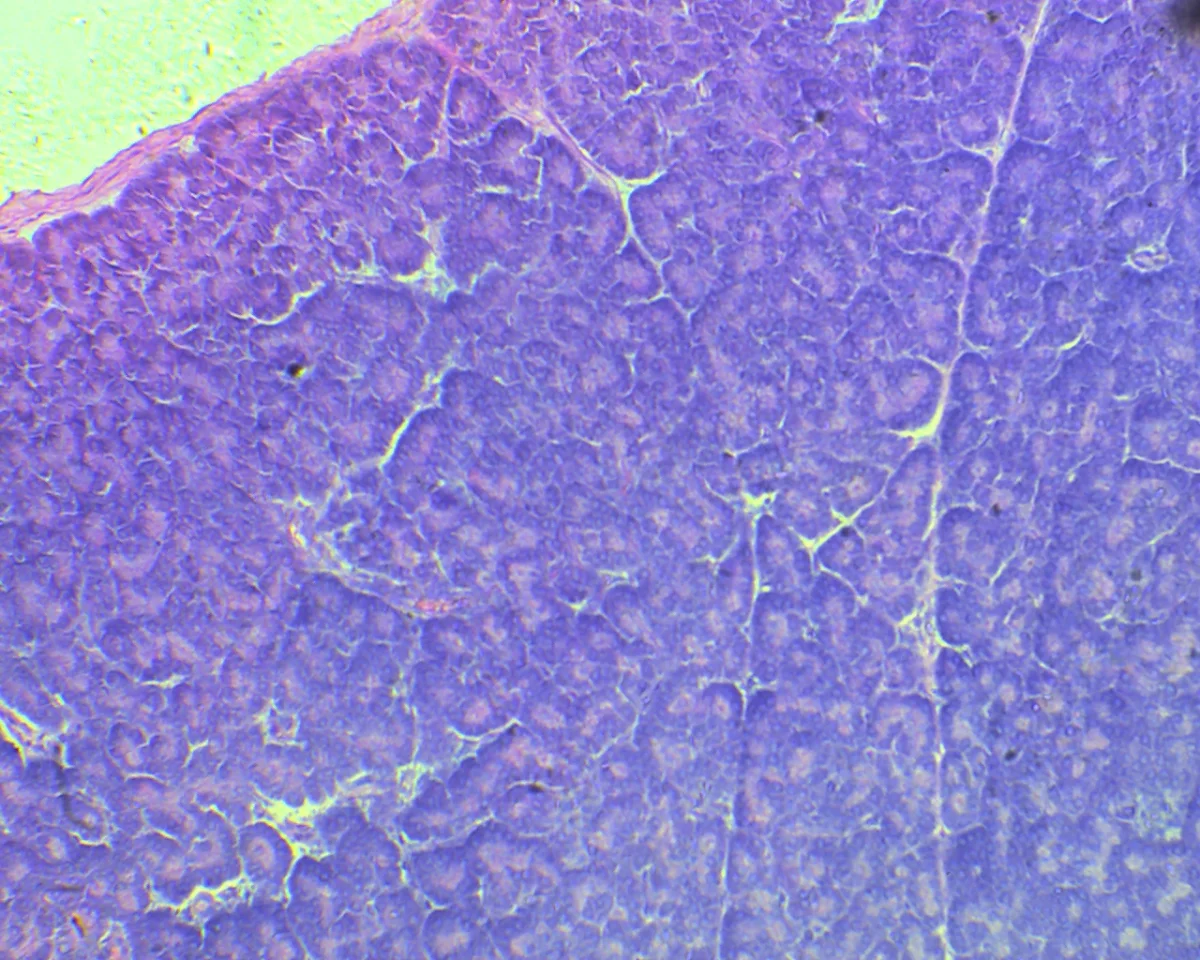 Видеоокуляр DCM-130E SCOPE