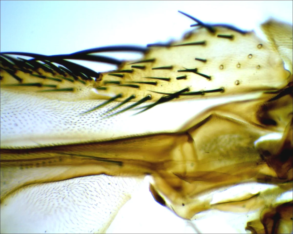 Видеоокуляр DCM-130E SCOPE