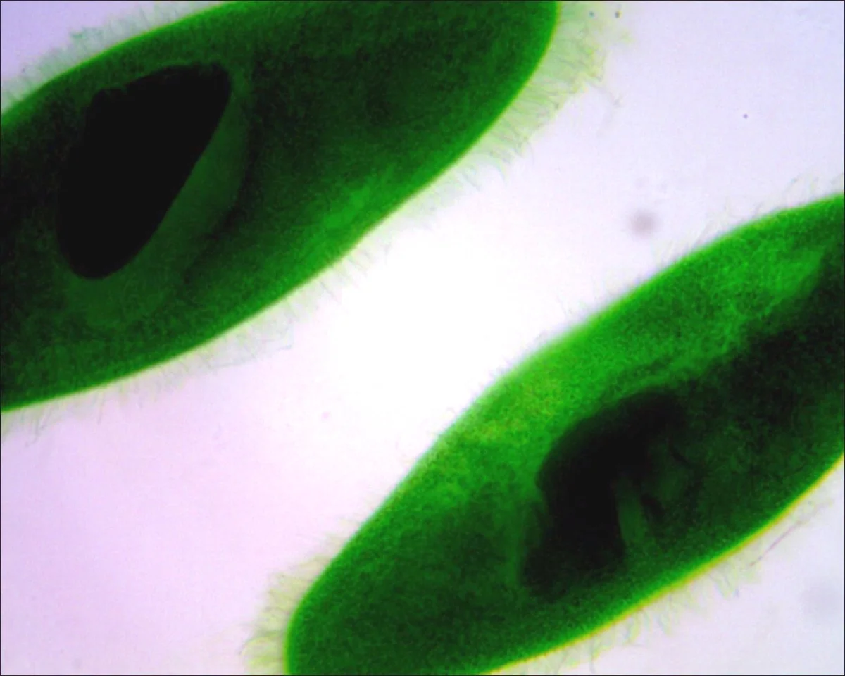 Видеоокуляр DCM-130E SCOPE