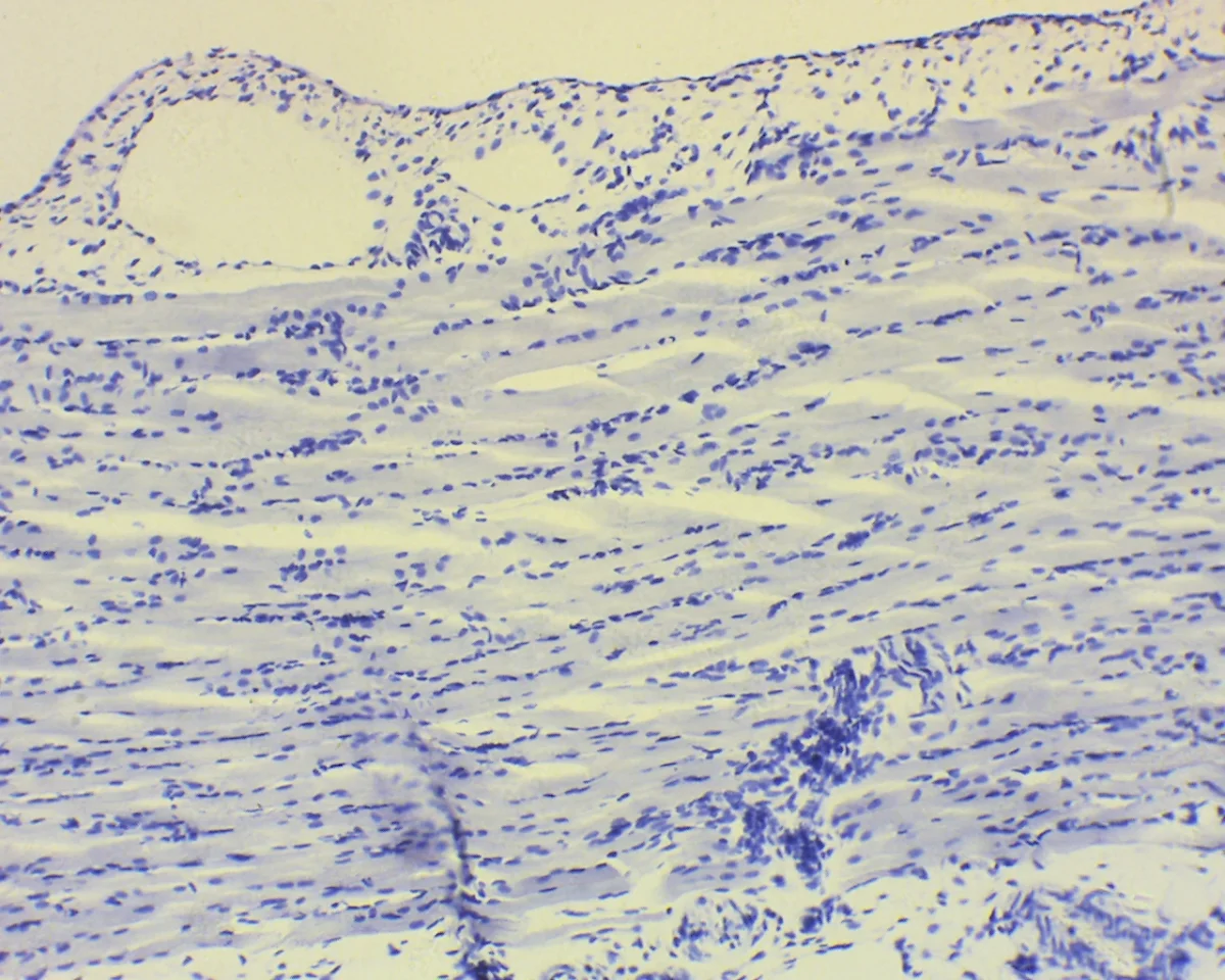 Видеоокуляр DCM-130E SCOPE