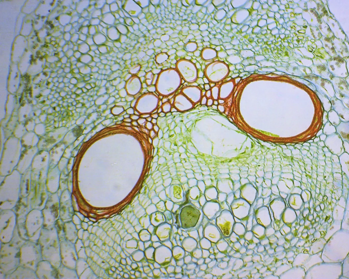 Видеоокуляр DCM-130M