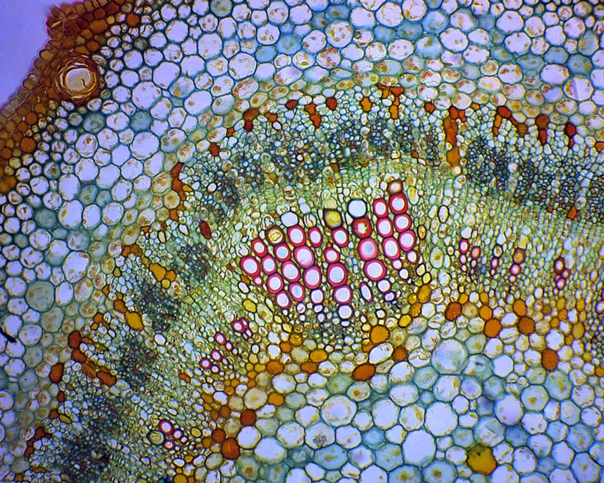 Видеоокуляр DCM-130M