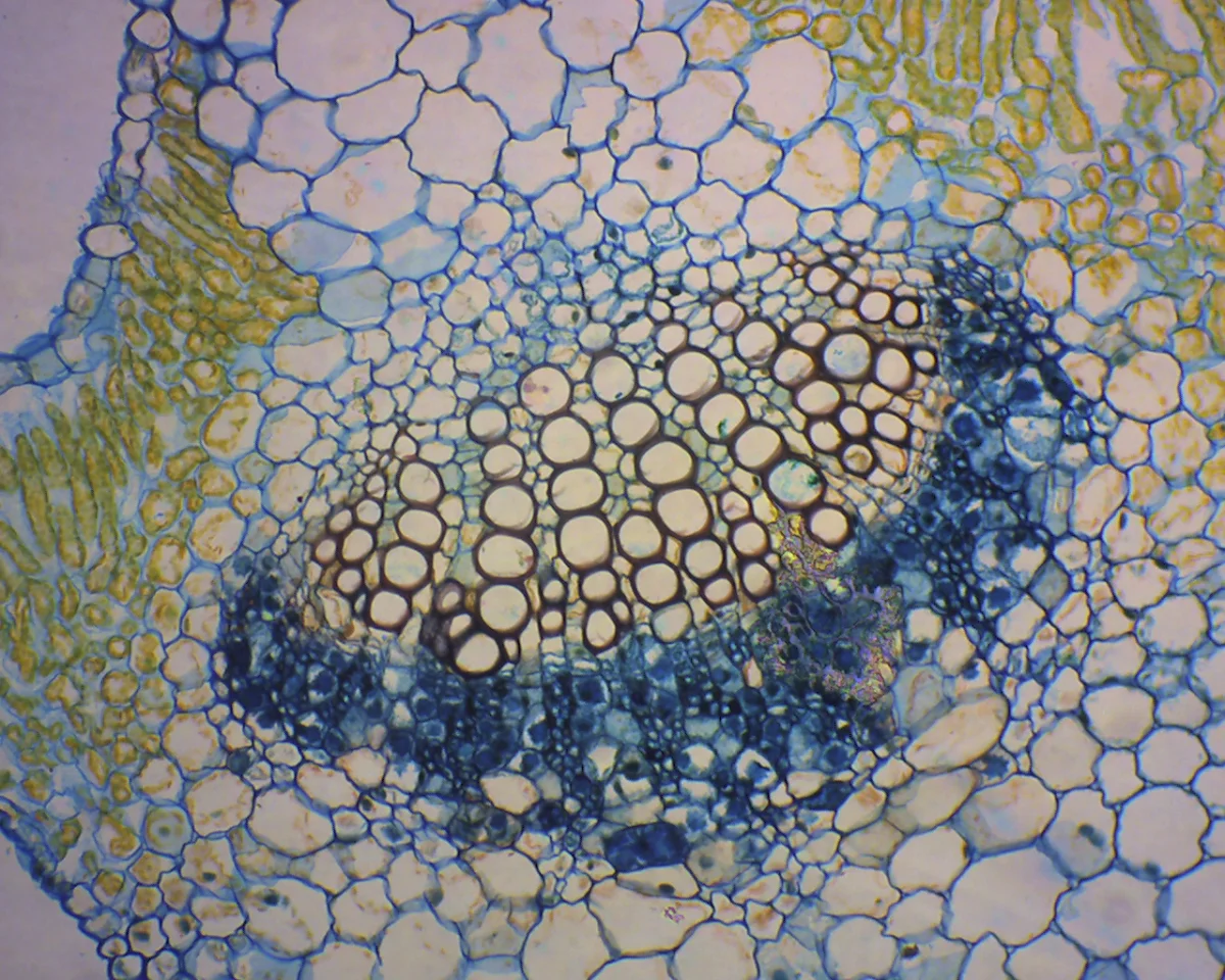 Видеоокуляр DCM-130M