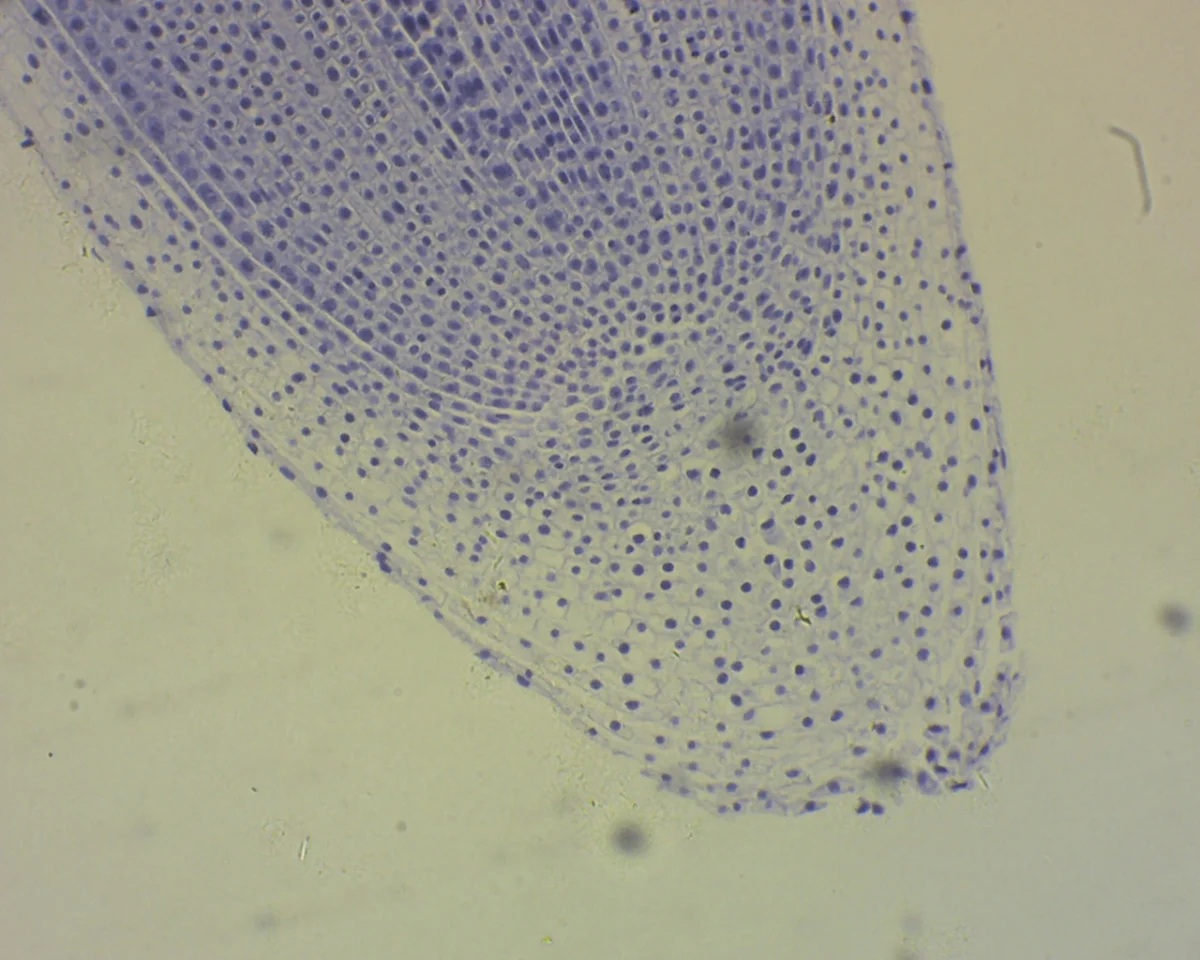 Видеоокуляр DCM-130M