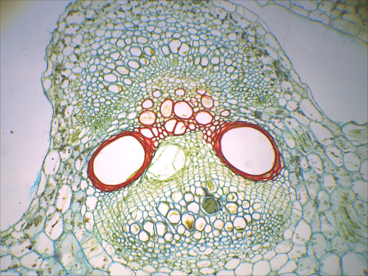 Видеоокуляр DCM-510 SCOPE