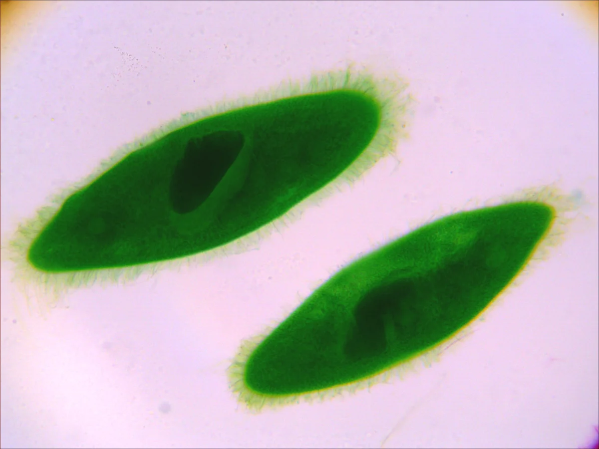 Видеоокуляр DCM-510 SCOPE