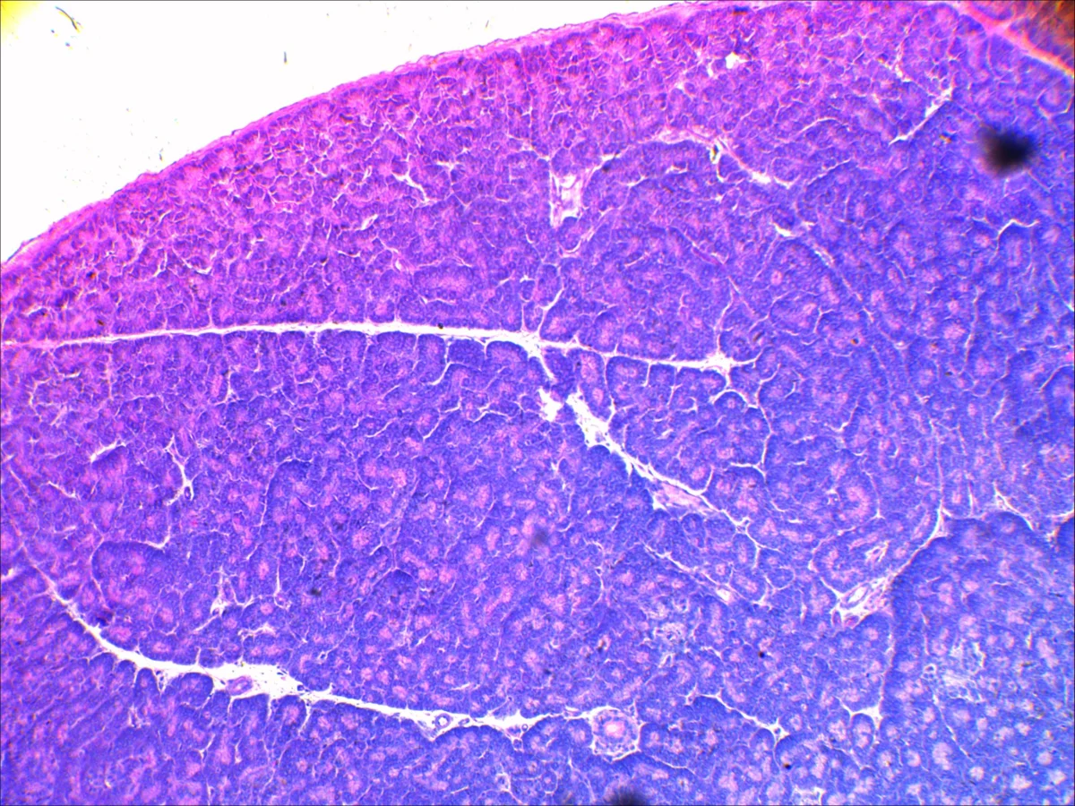 Видеоокуляр DCM-510 SCOPE