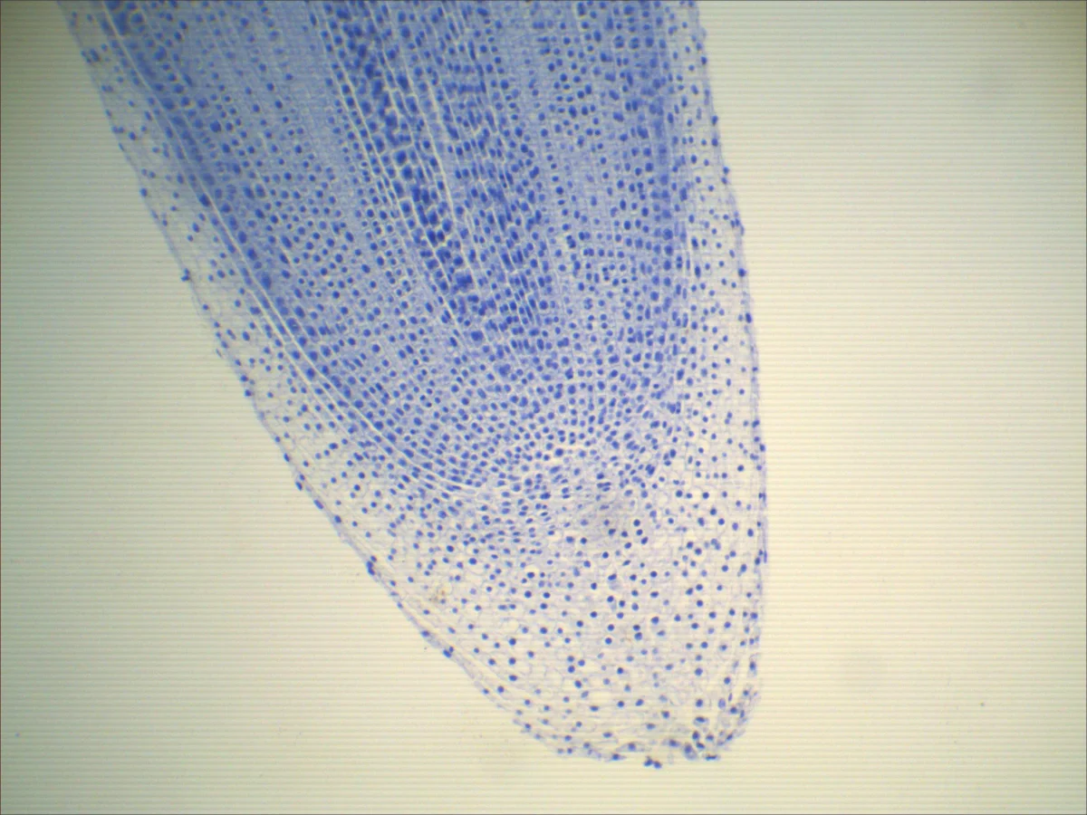 Видеоокуляр DCM-510 SCOPE