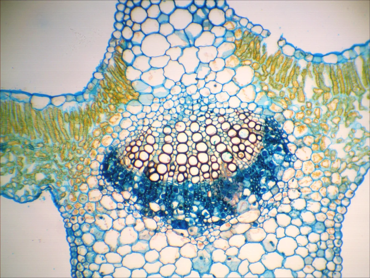 Видеоокуляр DCM-510 SCOPE