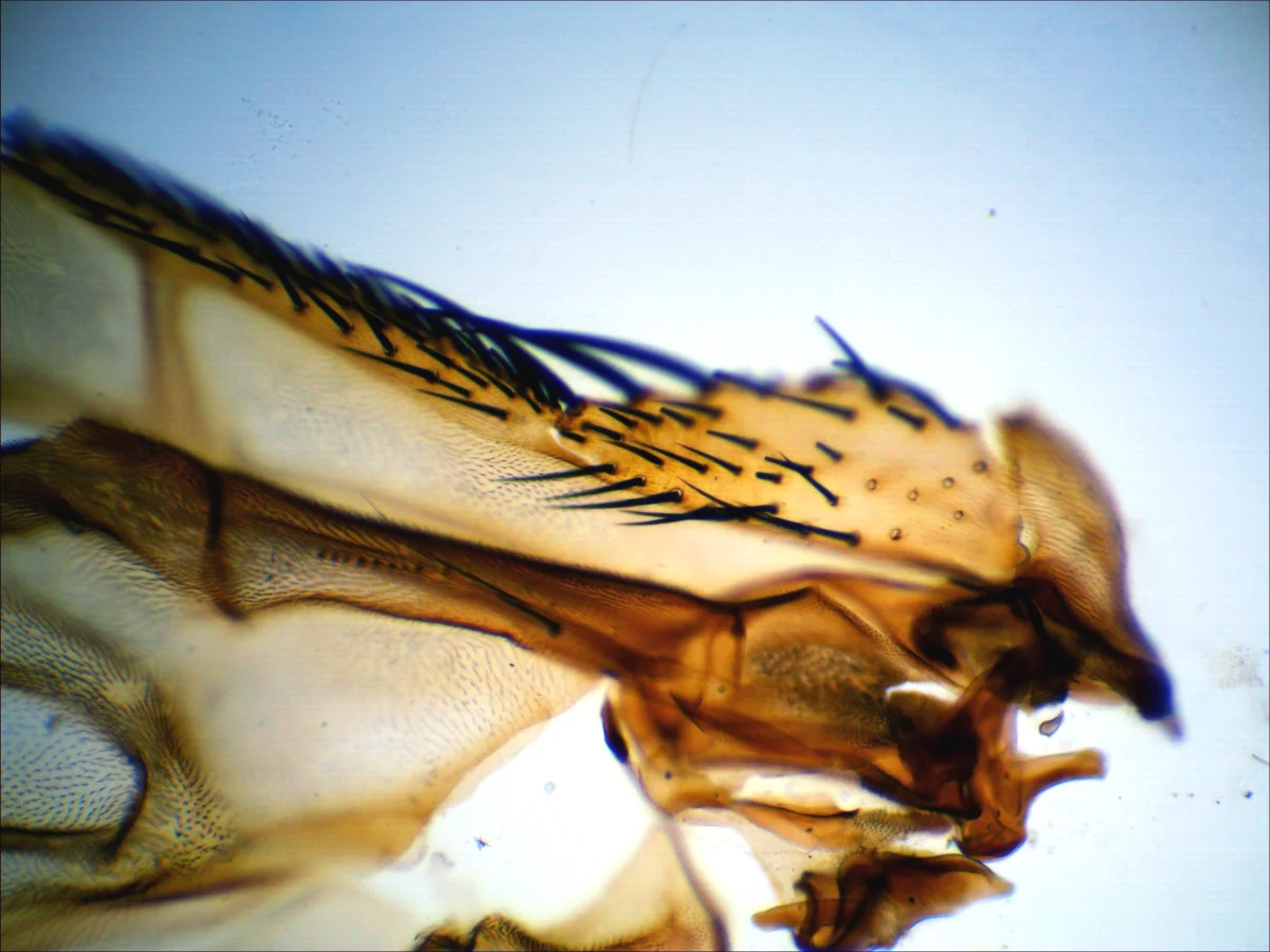 Видеоокуляр DCMС-510 SCOPE