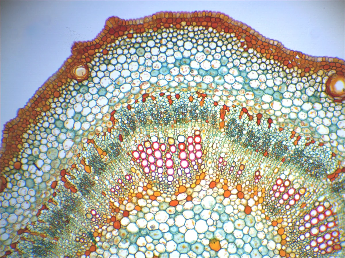 Видеоокуляр DCMС-510 SCOPE