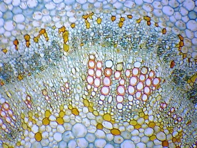 Видеоокуляр ORBITOR 0,3 MPix