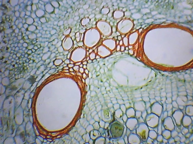 Видеоокуляр ORBITOR 0,3 MPix