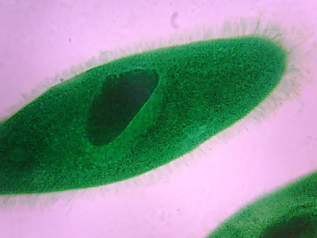 Видеоокуляр ORBITOR 0,3 MPix