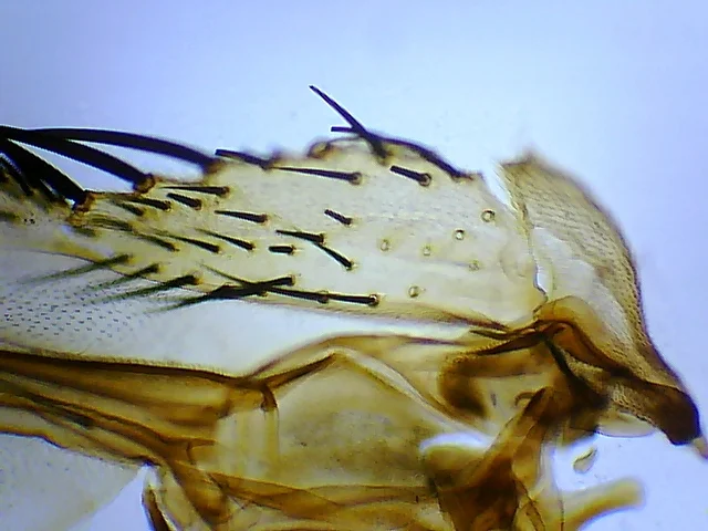 Видеоокуляр ORBITOR 0,3 MPix