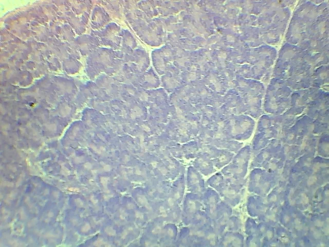 Видеоокуляр ORBITOR 0,3 MPix