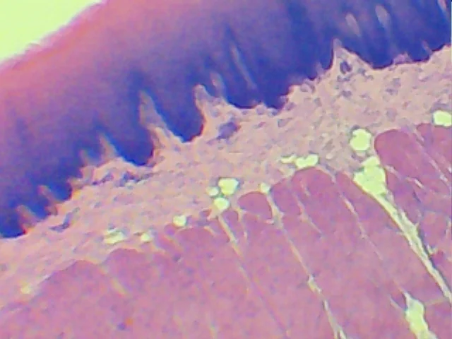 Видеоокуляр ORBITOR 0,3 MPix