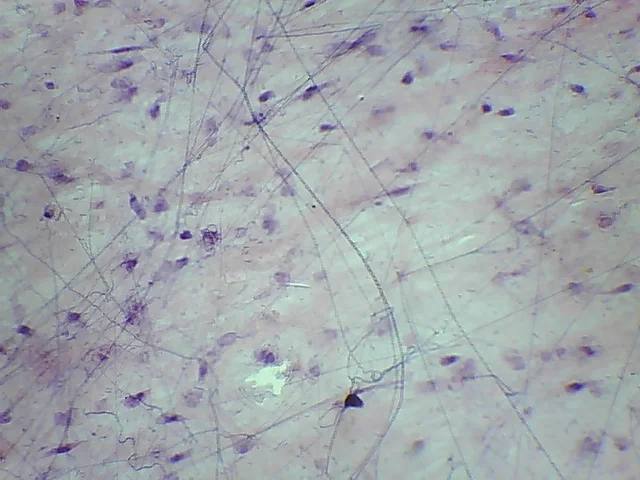 Видеоокуляр ORBITOR 0,3 MPix