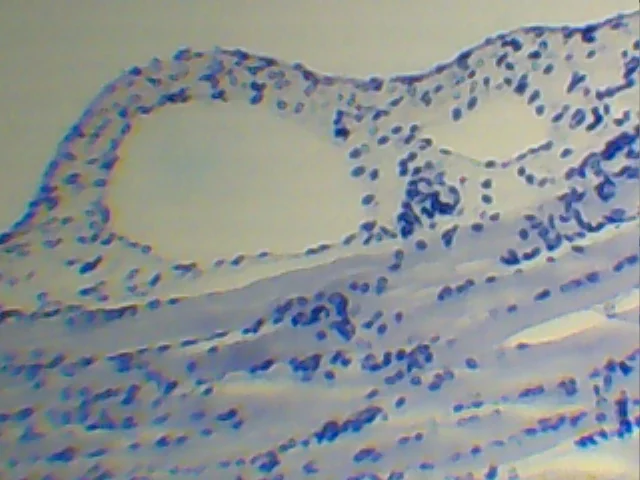 Видеоокуляр ORBITOR 0,3 MPix