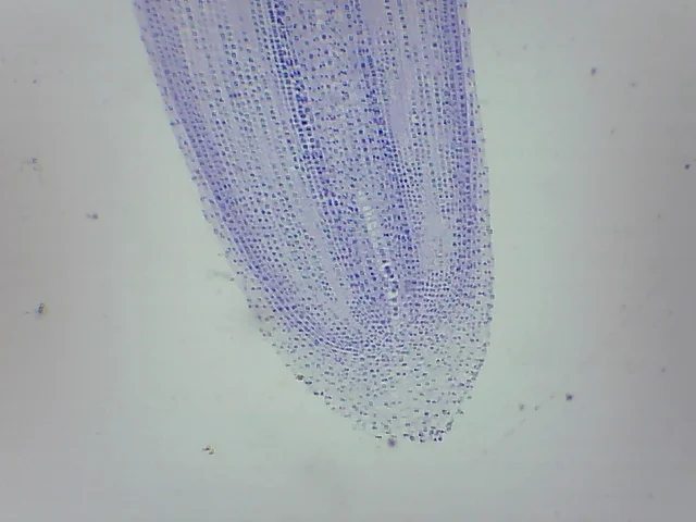 Видеоокуляр ORBITOR 0,3 MPix