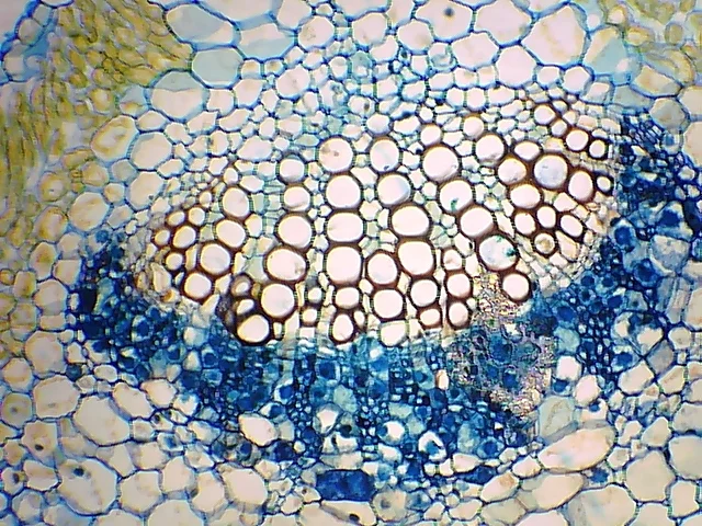 Видеоокуляр ORBITOR 0,3 MPix